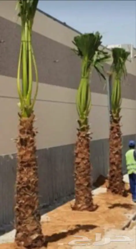 نخل واشنطن 4