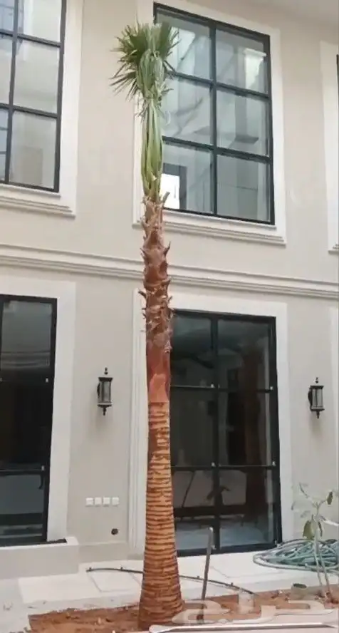 نخل واشنطن 1