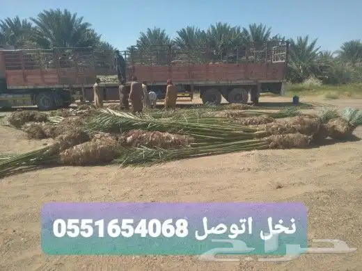 نخيل  للبيع 0
