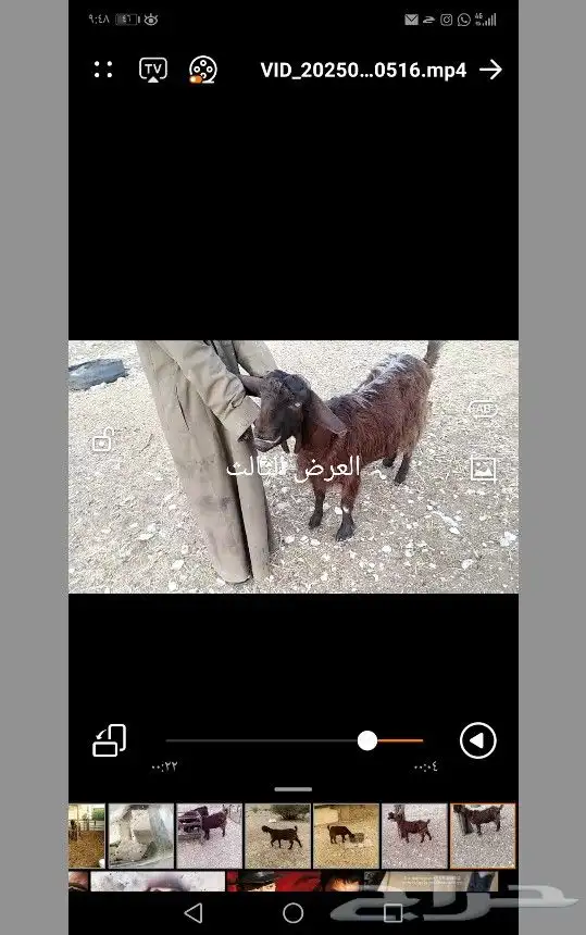 فحل وعنز قبرصيه بيور وعنز شاميهَة 2