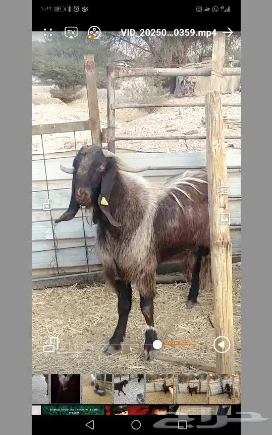 فحل وعنز قبرصيه بيور وعنز شاميهَة 0