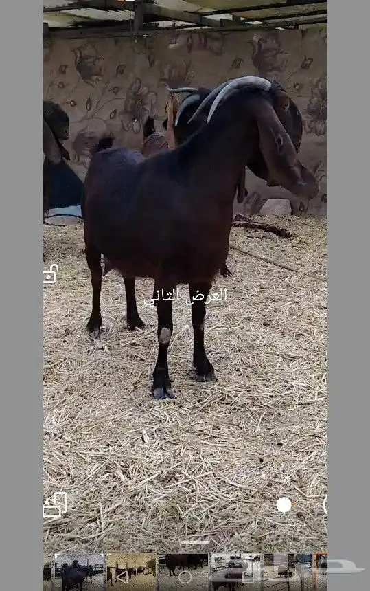 فحل وعنز قبرصيه بيور وعنز شاميهَة 1