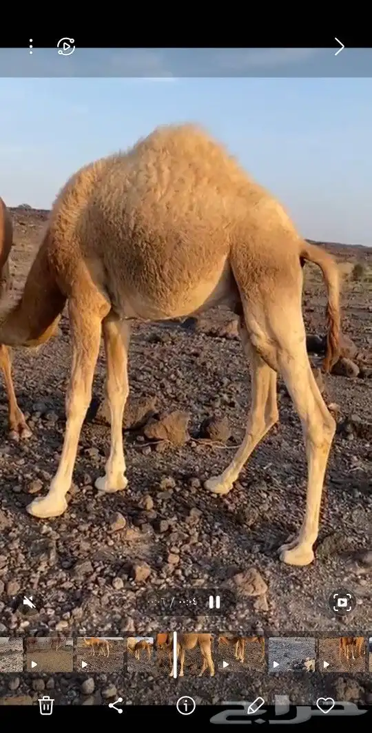 قعدان لابنيه طيبه 2