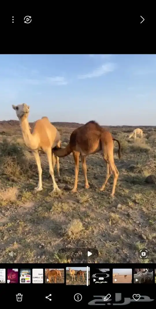 قعدان لابنيه طيبه 4