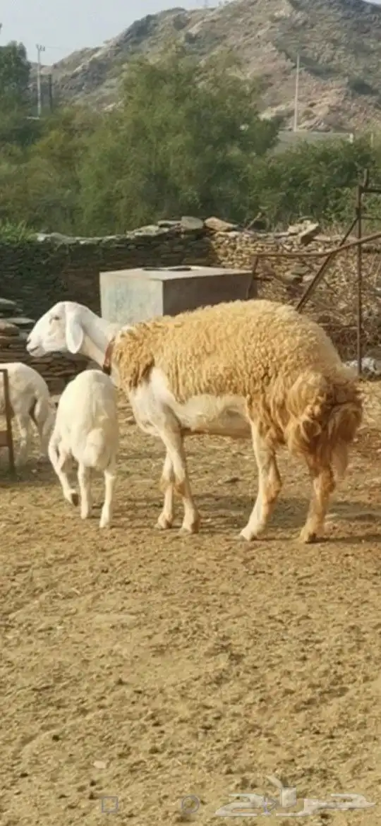 نعجة صنف تم البيع تم البيع تم البيع 0