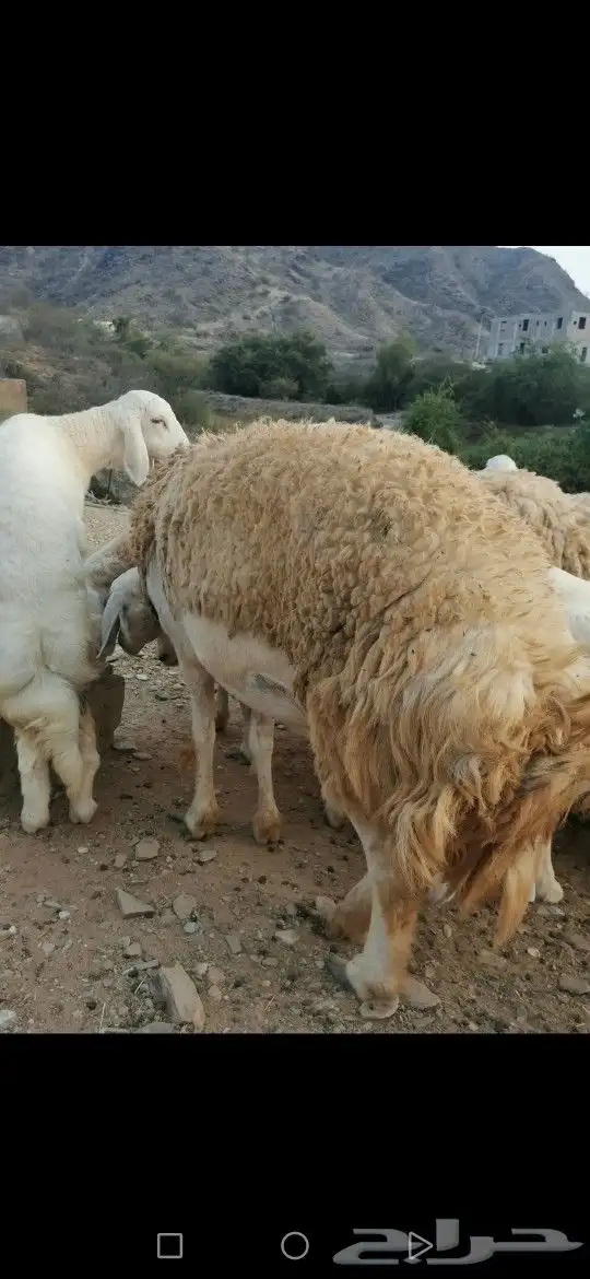 نعجة صنف تم البيع تم البيع تم البيع 1