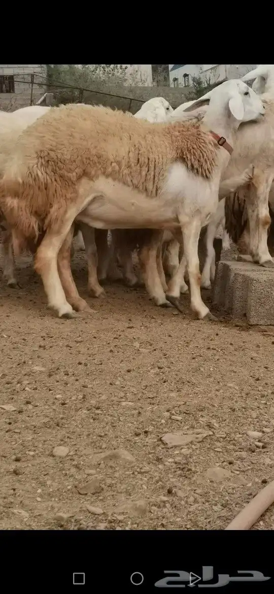 نعجة صنف تم البيع تم البيع تم البيع 2