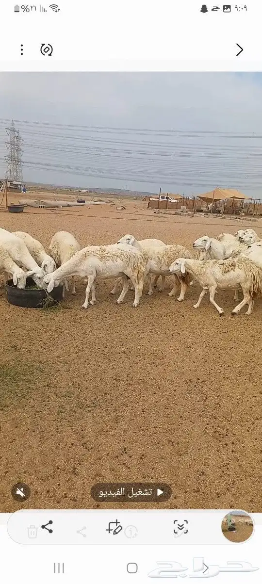 ضان حريه 4