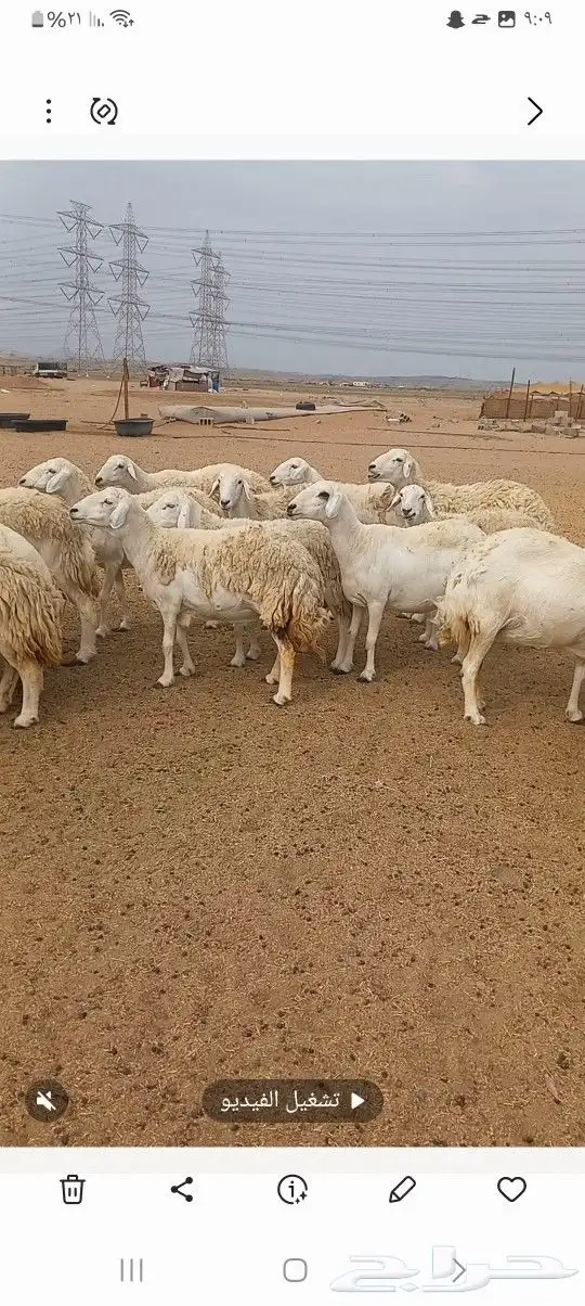 ضان حريه 2
