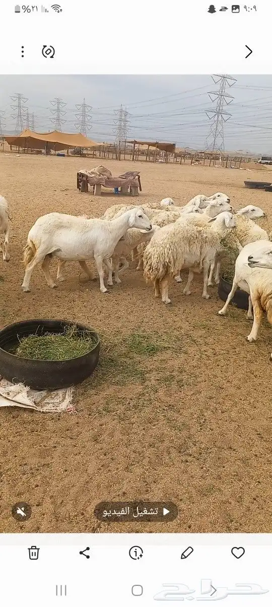 ضان حريه 9