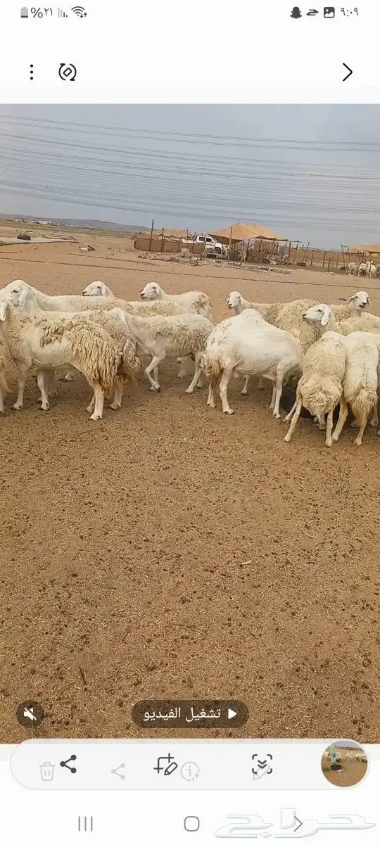 ضان حريه 3