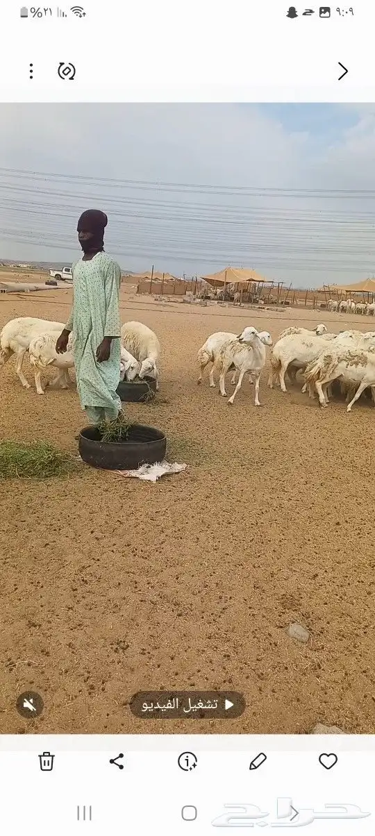 ضان حريه 8