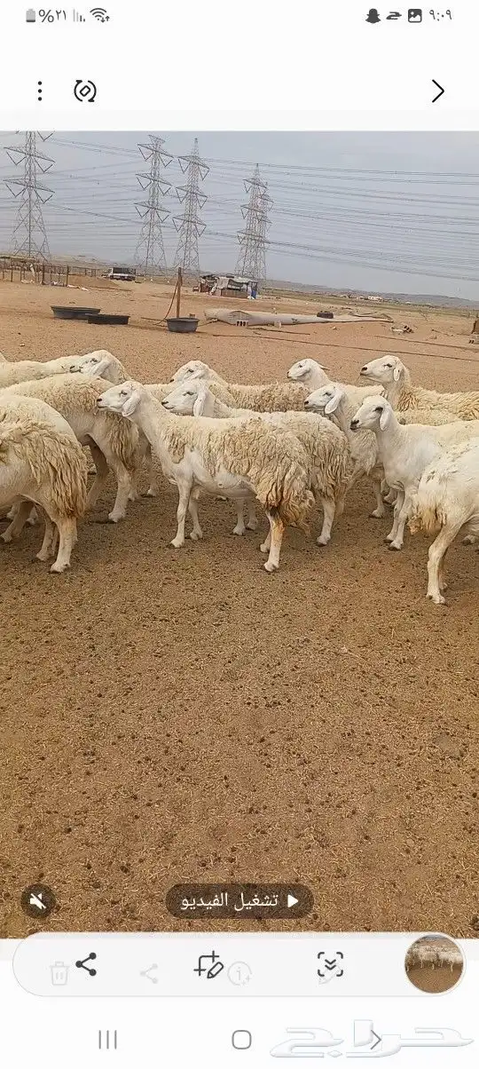 ضان حريه 0