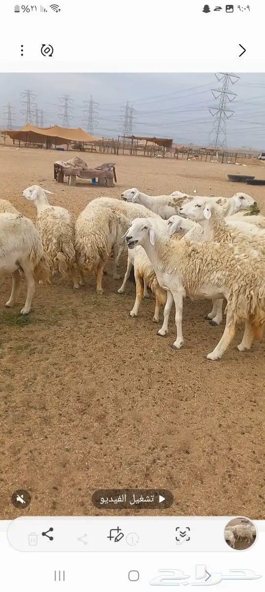 ضان حريه 5