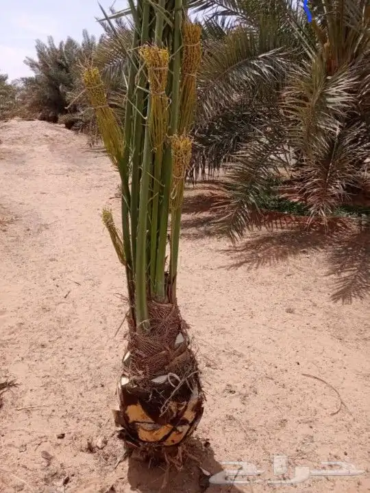 مشاءالله تبارك الله نخل وشنطان ومثمر بجميع انوعه ومقساته 0