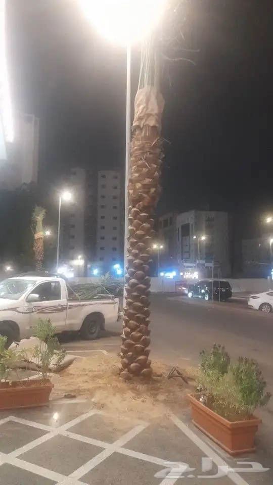 يوجد لدينا جميع انواع النخيل 8