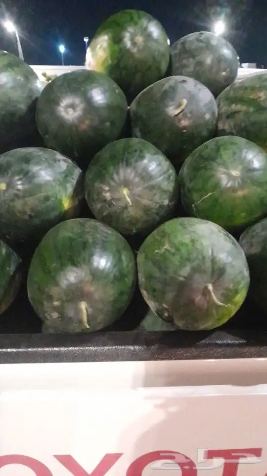 بطيخ شرط احمر وحالي 2