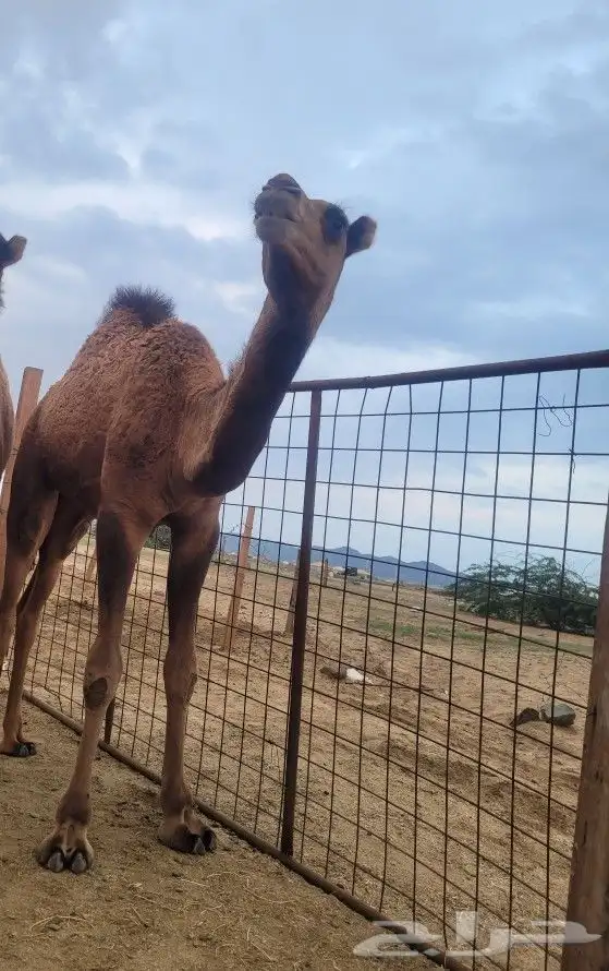 ذبيحتك حري فاخر لباب بيتك وسواكني مربى 13