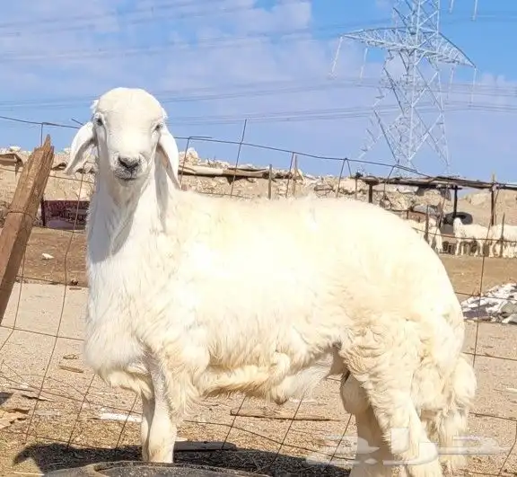 ذبيحتك حري فاخر لباب بيتك وسواكني مربى 0