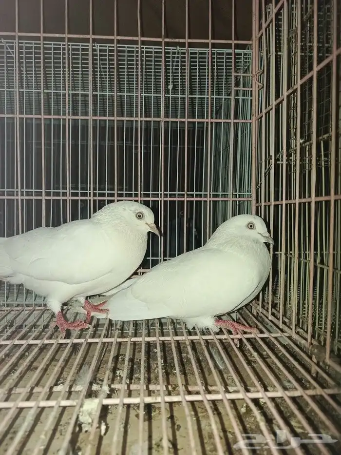 حمام باكستاني 3