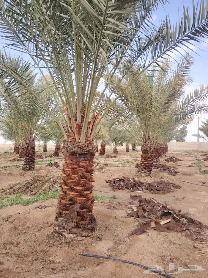 يوجد لدينا جميع انواع النخيل المثمر وازينه 2