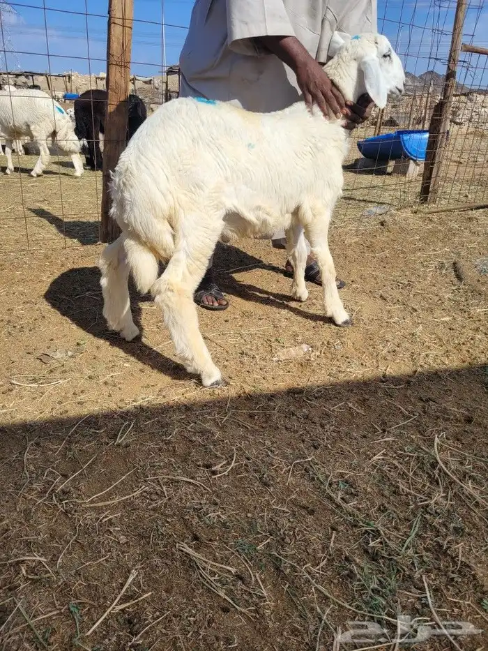 ذبيحتك حري فاخر لباب بيتك وسواكني مربى 7