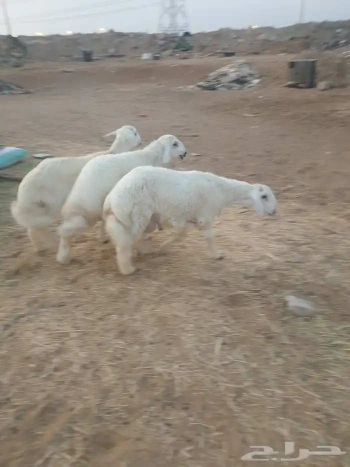 ذبيحتك حري فاخر لباب بيتك وسواكني مربى 18