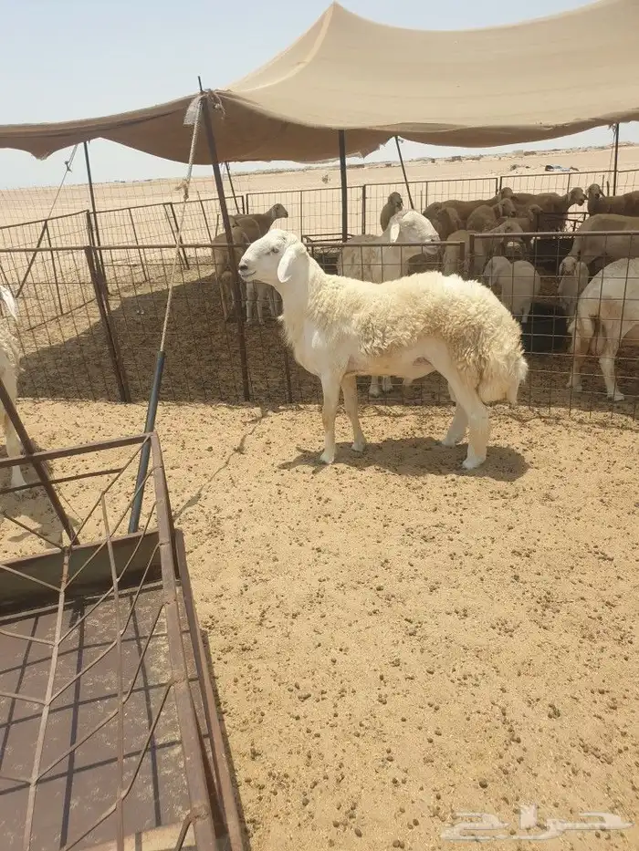 ذبيحتك حري فاخر لباب بيتك وسواكني مربى 23