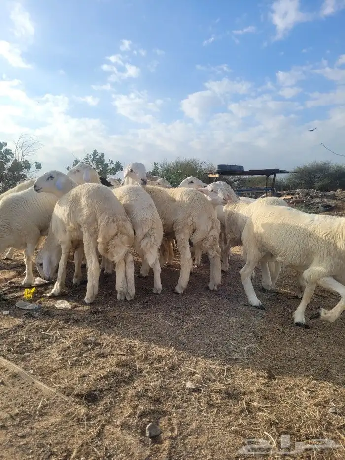 ذبيحتك حري فاخر لباب بيتك وسواكني مربى 8