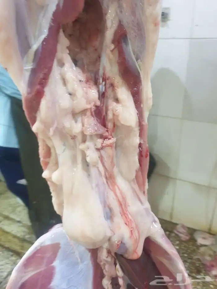 ذبيحتك حري فاخر لباب بيتك وسواكني مربى 19