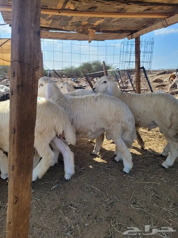 ذبيحتك حري فاخر لباب بيتك وسواكني مربى 6