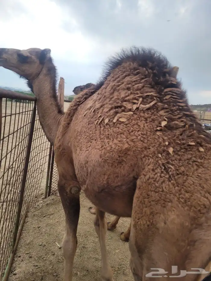 ذبيحتك حري فاخر لباب بيتك وسواكني مربى 11