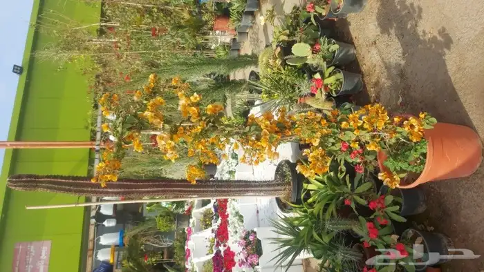 تنسيق حدائق 6