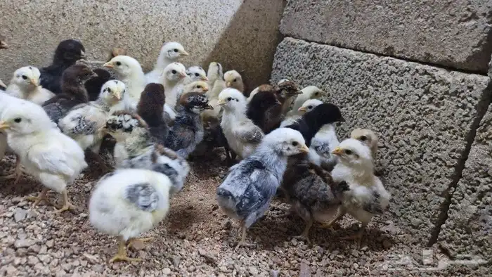 صوص بلدي وفيومي 8
