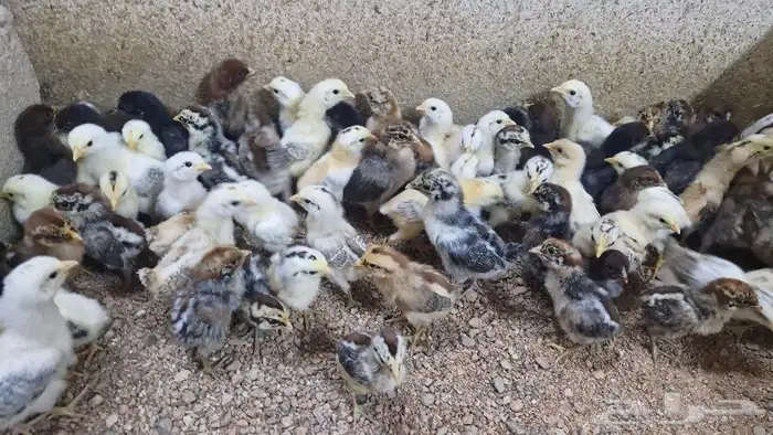 صوص بلدي وفيومي 5