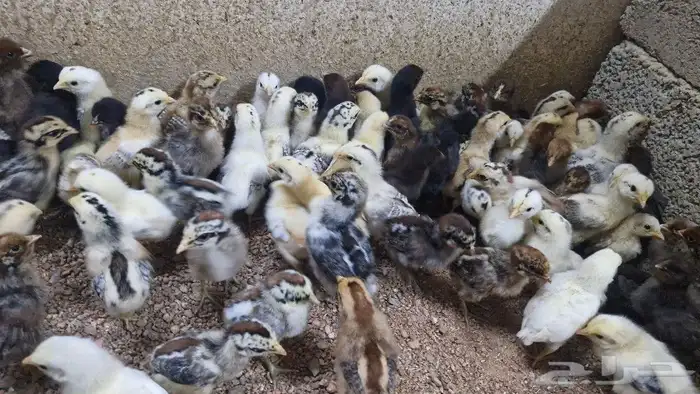 صوص بلدي وفيومي 6