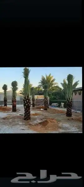 يوجد لدينا جميع انواع انخيل المثمره والمقاسات 0