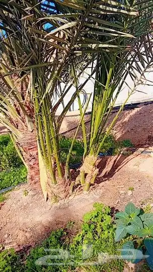 يوجد لدينا فروخ كبيره وجثايث صقعي مجدول برحي خلاص سكري 1