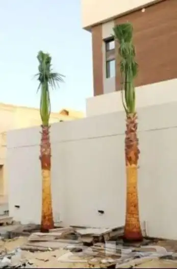 نخل واشنطوني زينه أمريكي 3