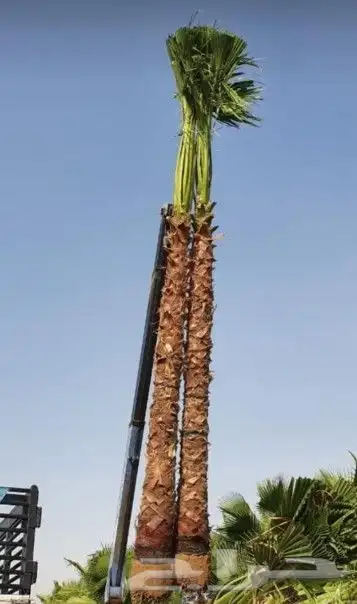 نخل واشنطوني زينه أمريكي 4