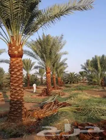 يوجد لدينا جميع انواع النخيل وجميع مقاساته 1