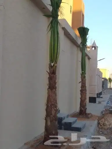 نخل واشنطوني زينه أمريكي 11