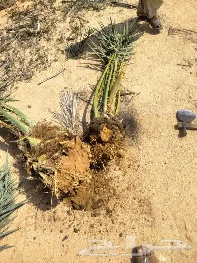 يوجد لدينا فروخ كبيره وجثايث صقعي مجدول برحي خلاص سكري 2