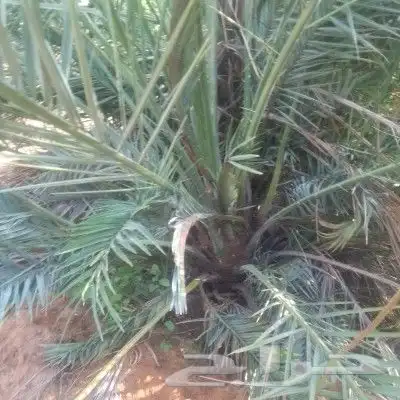 يوجد لدينا فروخ كبيره وجثايث صقعي مجدول برحي خلاص سكري 6