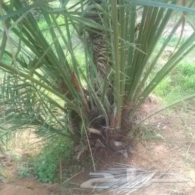 يوجد لدينا فروخ كبيره وجثايث صقعي مجدول برحي خلاص سكري 4