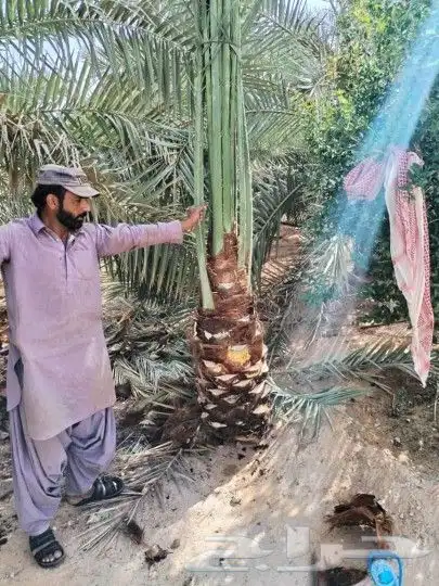 يوجد لدينا جميع انواع النخيل وجميع مقاساته 6