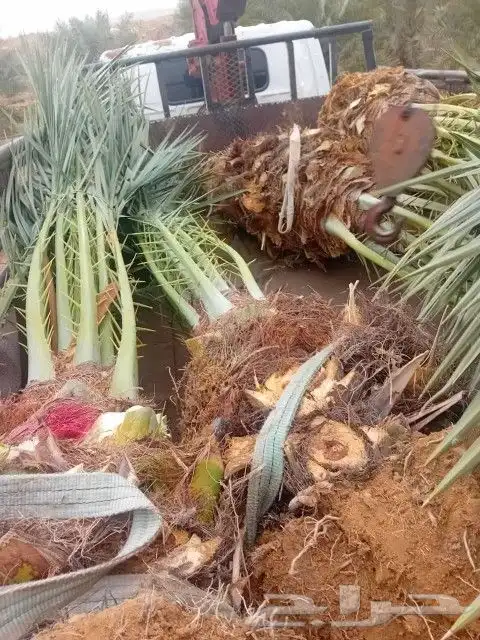 يوجد لدينا فروخ كبيره وجثايث صقعي مجدول برحي خلاص سكري 8