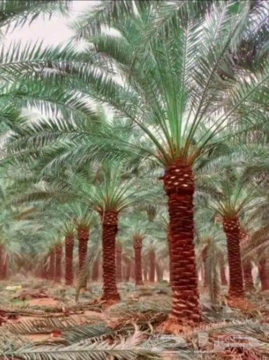 يوجد لدينا جميع انواع النخيل وجميع مقاساته 0