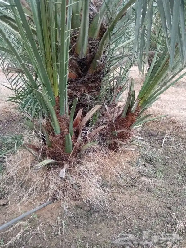 يوجد لدينا فروخ كبيره وجثايث صقعي مجدول برحي خلاص سكري 0