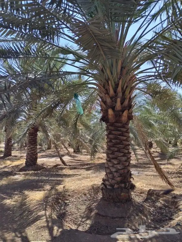 نخل عربي فاخر 0